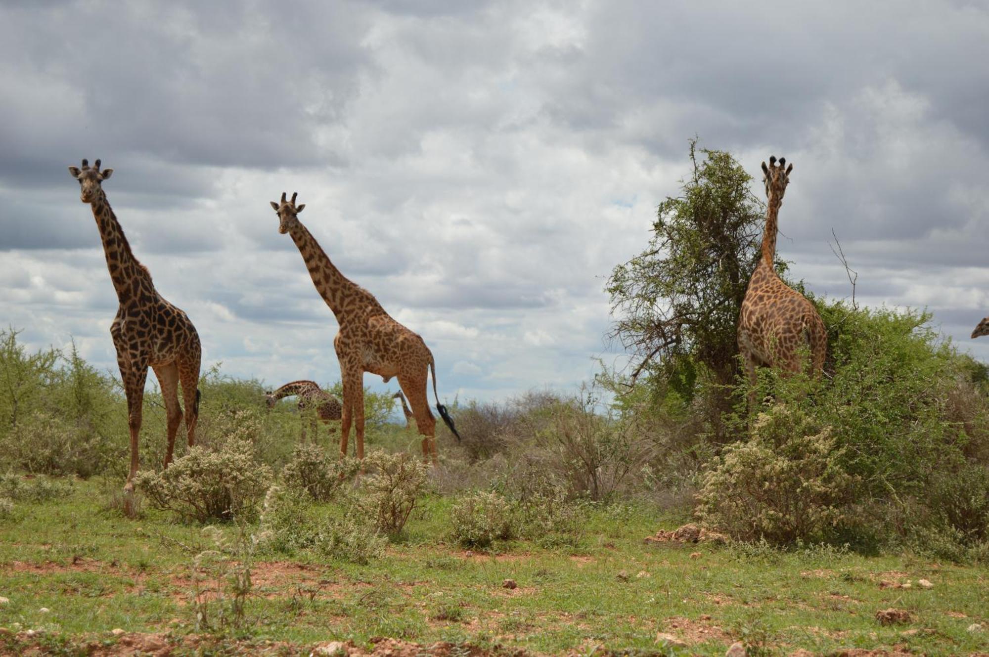 Wild Amboseli Ndovu Cottage. Exterior foto